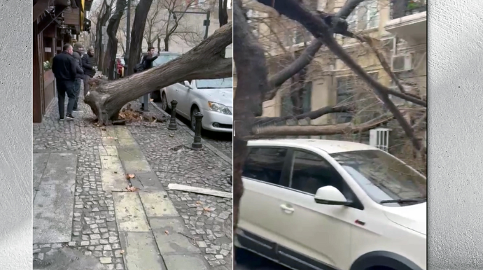 Bakıda ağac kökündən sındı - VİDEO 