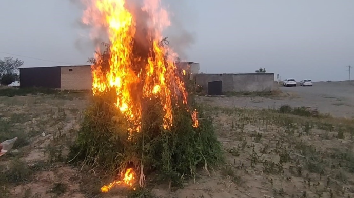 15 tondan artıq çətənə bitkisi yandırıldı - FOTO 