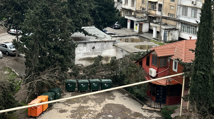 Ağac evin üzərinə aşdı - İcra Hakimiyyəti susur-VİDEO 