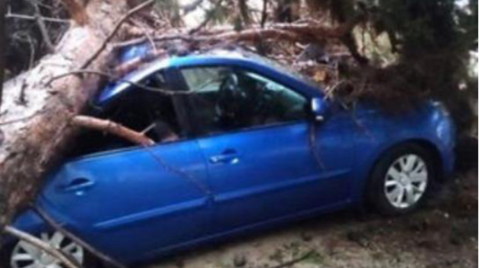 BŞİH ağacın maşının üzərinə aşması ilə bağlı məlumat yaydı - FOTO