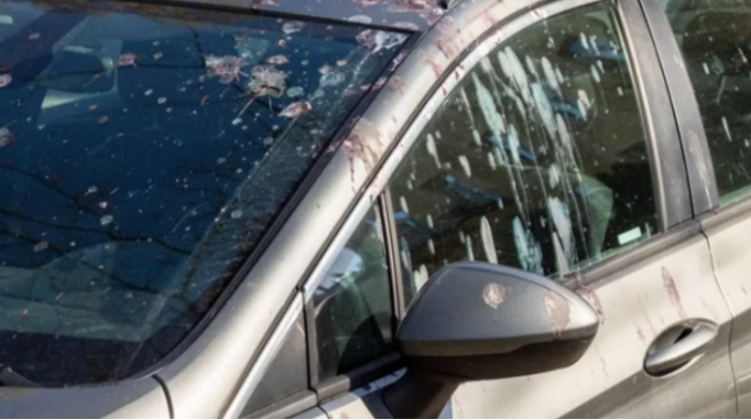 Göyərçinlər avtomobilinizin üzərinə niyə batırır? - Alimlər qəribə səbəbi açıqladı