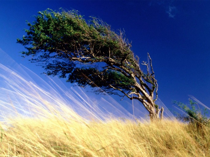 Dünənki küləyin sürəti AÇIQLANDI