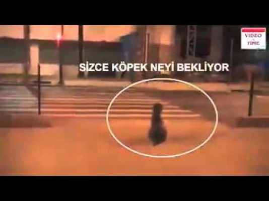 İt keçmədi, qızlar keçdi – Qırmızı işıqdan ŞOK VİDEO