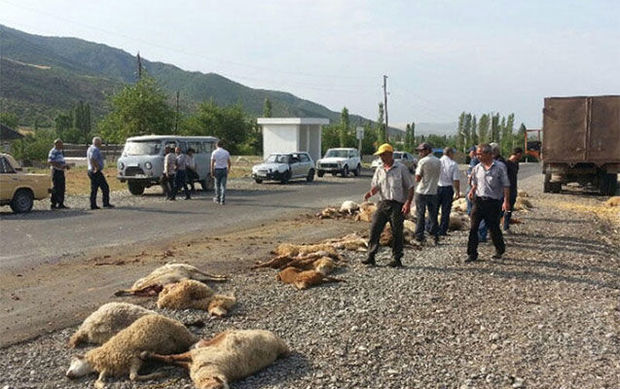 Avtomobil çobanı və qoyun sürüsünü vurub - Qazaxda