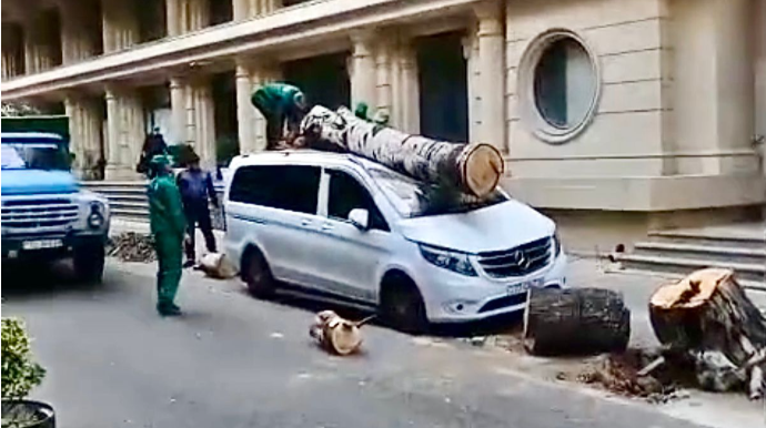 Paytaxtda nəhəng ağac “Mercedes”in üzərinə düşdü - VİDEO