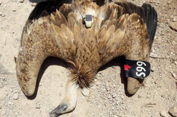 Türkiyəyə göndərilən casus quş ələ keçirildi – FOTOLAR