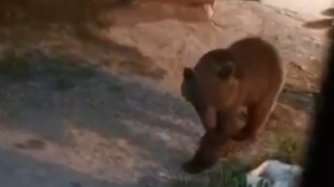 Qubada ayı evin həyətinə girdi - VİDEO 