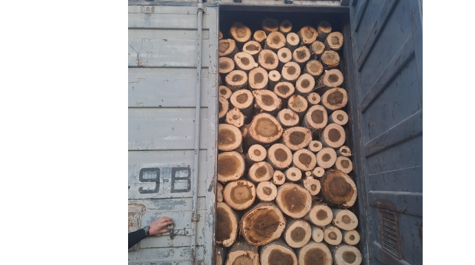 İmişlidə qanunsuz olaraq ağac kəsən şəxs məsuliyyətə cəlb olundu  - FOTO