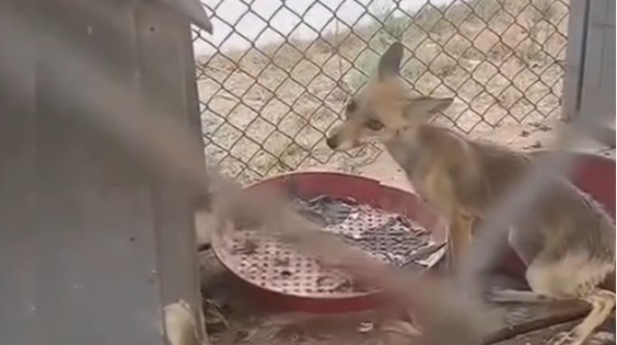 Tülküləri qəfəsə salan restoran sahibi cəzalandırılacaq - VİDEO