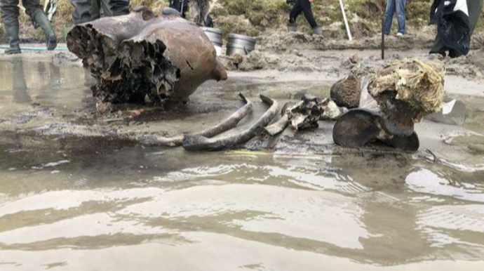 Rusiyada qədim mamontun qalıqları tapılıb - FOTO