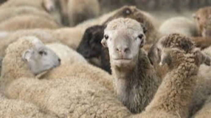 Ağdaşda qanunsuz heyvan satan və kəsən şəxs saxlanılıb