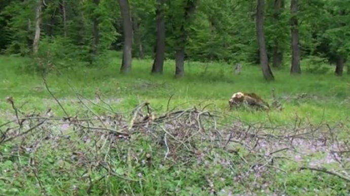 Qusarda ağacların kəsilməsi ilə bağlı rəsmi AÇIQLAMA - VİDEO   
