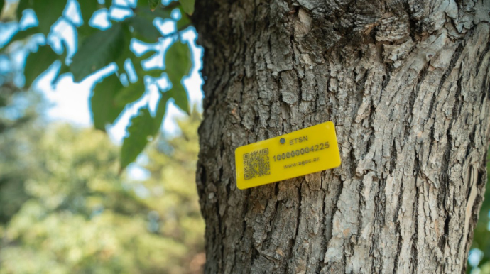 Meşələrdə ağacların inventarlaşdırılması və nişanlanmasına başlanıldı 