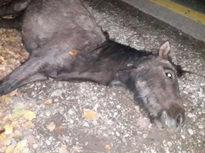 Quba-Xaçmaz yolunda QAZ-3110 at sürüsünə çırpıldı - FOTO