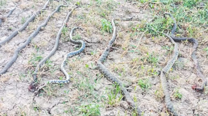 Masallıda 17 ilanın öldürüldüyü ev nəzarətə götürüldü - İcra Hakimiyyəti