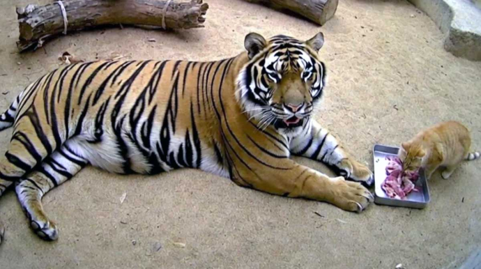 Найден самый бесстрашный кот в мире 