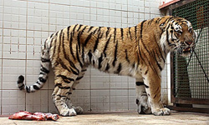 Parisdə pələng sirkdən qaçıb