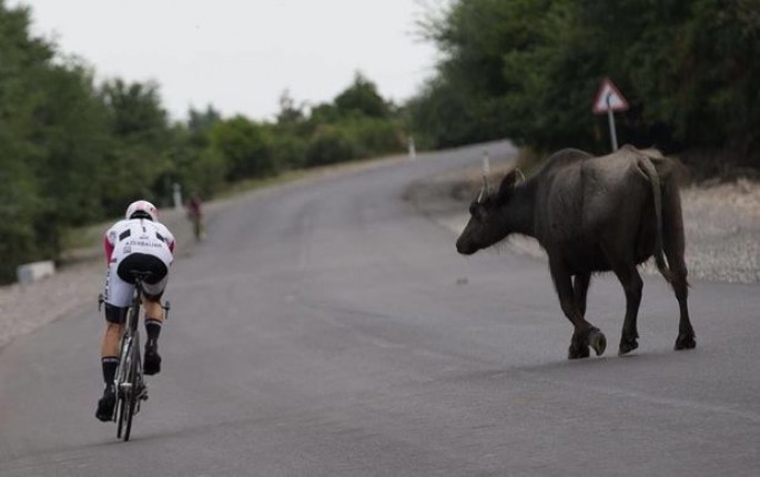 Yevlaxda “Jiquli” camışa çırpıldı - Heyvan öldü, sərnişinlər yaralandılar