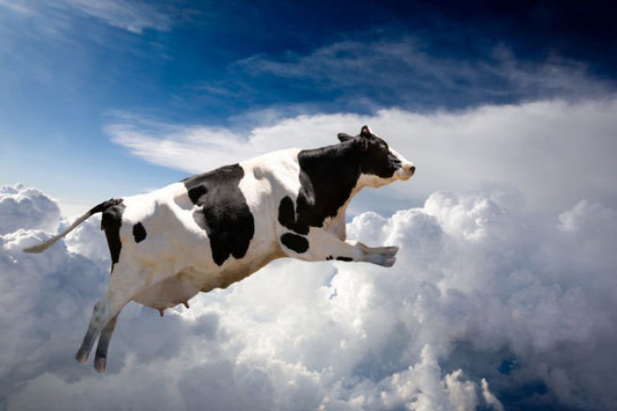 Salyanda inək qanad açıb uçdu - VİDEO