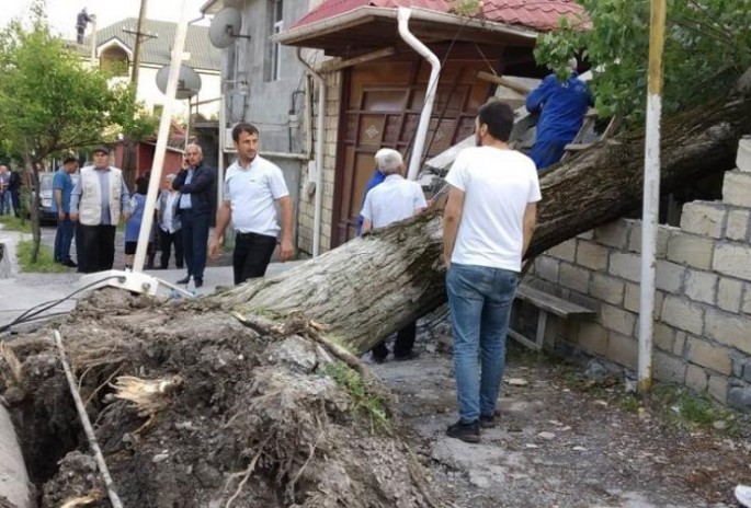 Şəkidə güclü külək iri gövdəli ağacı evin üzərinə aşırıb – FOTO