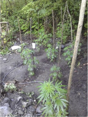 Yevlaxda Çətənə bitkisi yetişdirən şəxs saxlanılıb - FOTO