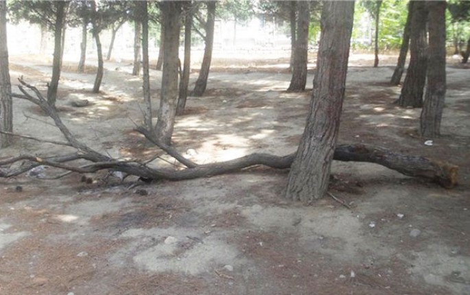 Polis ağacları qurutmaq istəyənləri axtarır