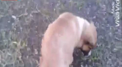 Polis iti döydü: töhmət aldı - VİDEO