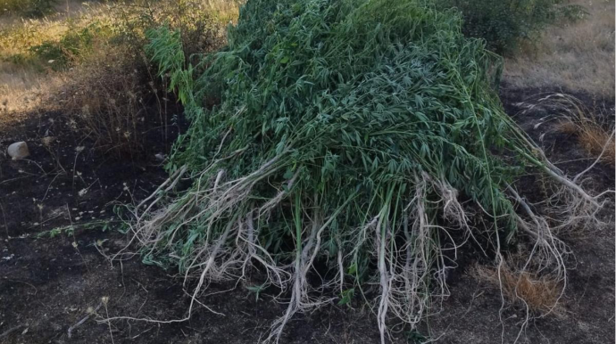 Ağsu dolaylarında iki tona yaxın çətənə kolu məhv edildi - FOTO