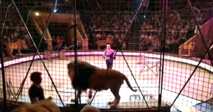 Sirkdə şir əsəsbiləşdi, təlimçini yaraladı – VİDEO