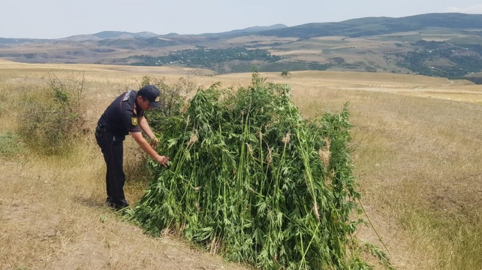 Göygöldə 9 773 ədəd çətənə kolu məhv edildi  - FOTO