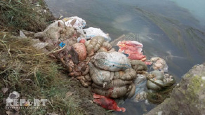 Bərdədə atları kəsib daxili orqanlarını və sümüklərini kanala atdılar - FOTO