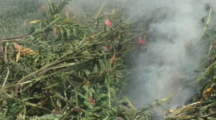 Yardımlıda 1 tondan artıq narkotik tərkibli bitki məhv edilib  - FOTO