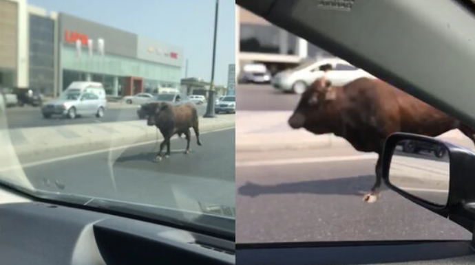 Bakıda dana kəsim yerindən yola qaçdı   - VİDEO