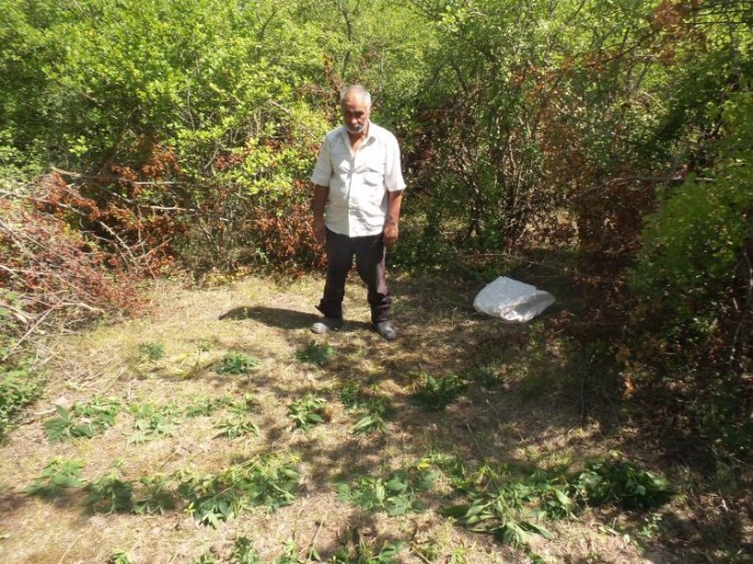 Qusarda meşədə narkotik bitki becərən şəxs saxlanılıb - FOTO