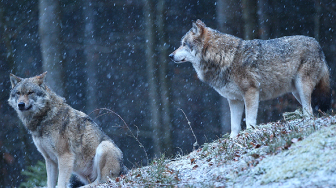 Vəhşi heyvan hücumları ilə bağlı fermerlərə çağırış edildi 
