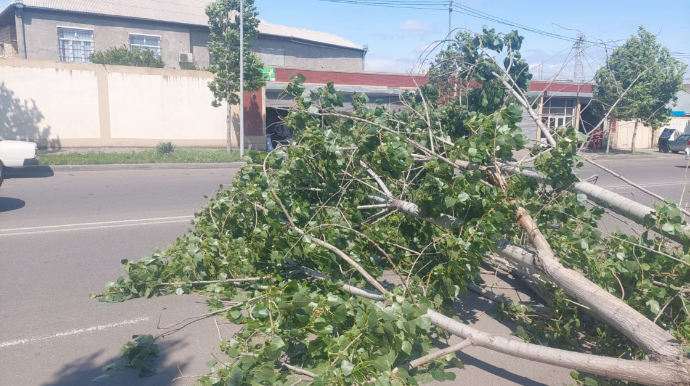 Сильный ветер в Гяндже вызвал ряд осложнений - ФОТО