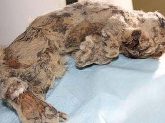 43 min 500 yaşı olan nəsli kəsilmiş heyvan tapıldı: həyata qaytarılacaq - FOTO