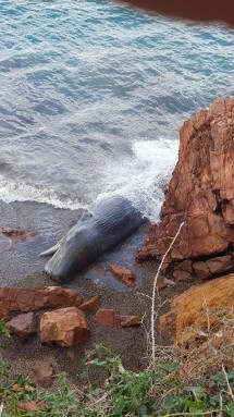 Dalğa 50 tonluq kaşalot cəsədini sahilə atıb - FOTO