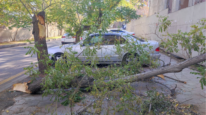 Qırılan ağac 3 gündür yoldan yığışdırılmır - FOTO 