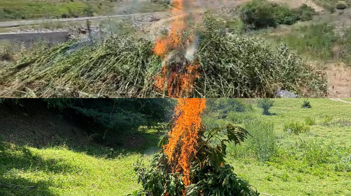 Qubada 5 tona yaxın çətənə MƏHV EDİLDİ - FOTO