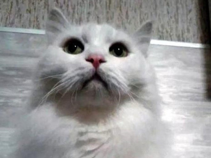 Uğur gətirən pişik 317 min manata satılır - FOTO