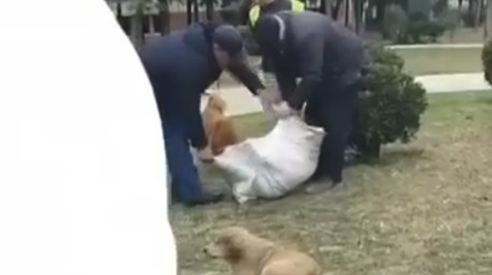 Mingəçevirdə sahibsiz itlər öldürülür? - Rəsmi açıqlama - VİDEO