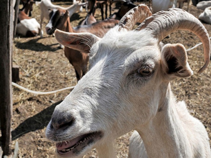 Keçi ailənin illərdir yığdığı 20 min pulu yedi, kişinin dili tutuldu
