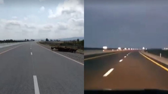 Ödənişli yola qoyun sürüsü çıxıb? - AÇIQLAMA   - VİDEO