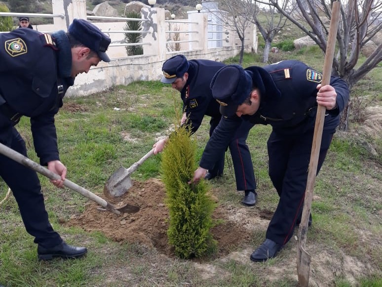 Həmişəyaşıl Azərbaycan üçün… - FOTO