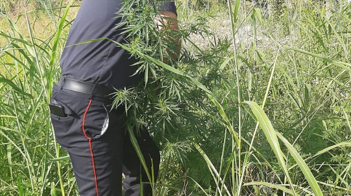 Zaqatalada 2 tona yaxın narkotik vasitə məhv edilib  - FOTO