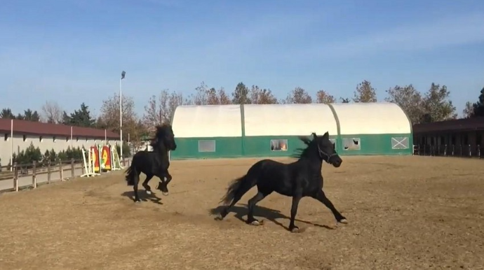 Bakıda 4 min dollar dəyərində yəhər oğurlayanlar tutulub