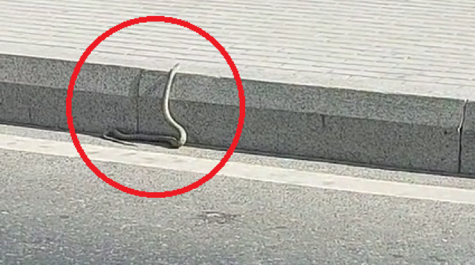 Bakıda küçədə ilan peyda oldu - VİDEO 