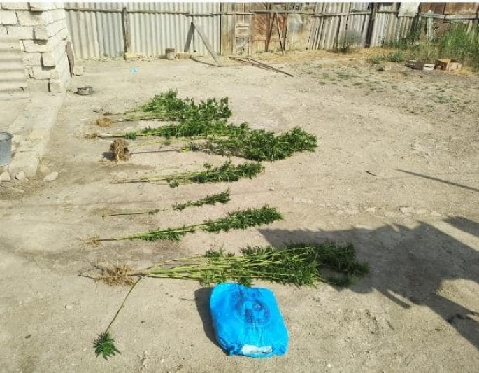 Şirvan sakinindən 500 qram marixuana aşkar edilərək götürülüb - FOTO