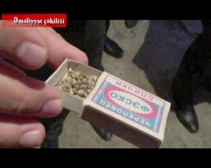 Sabunçuda narkotik bitki becərən şəxs saxlanılıb - FOTO